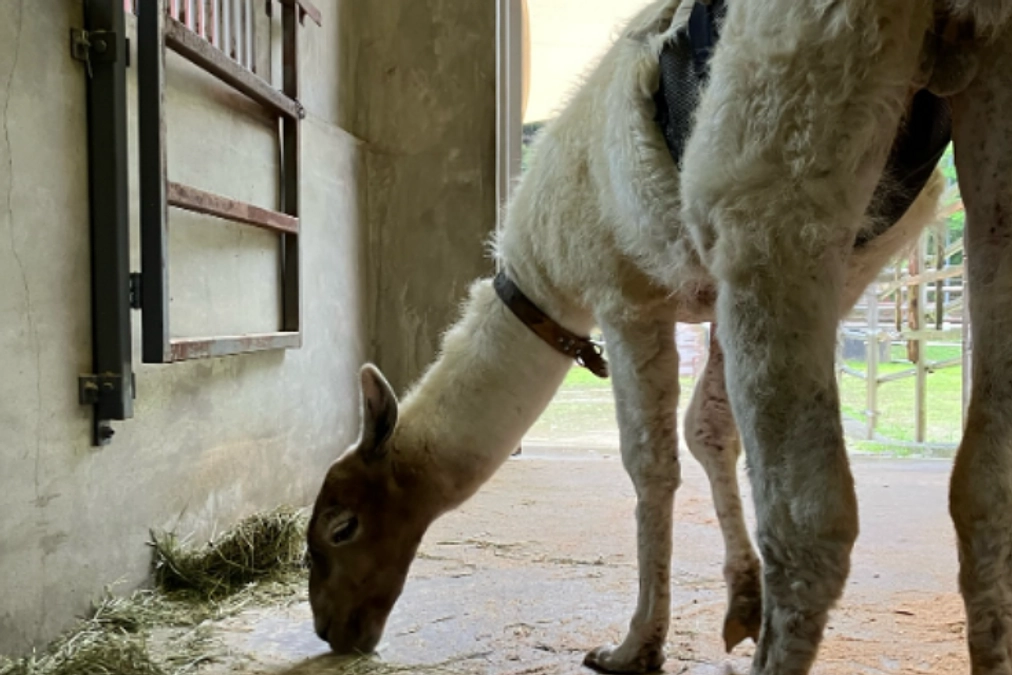 【活動報告㉒】雨の日の動物たちと飼育員のご紹介