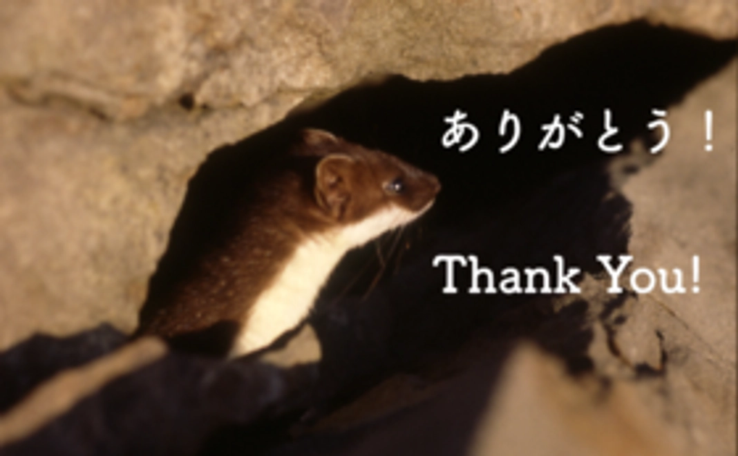 気軽に応援コース