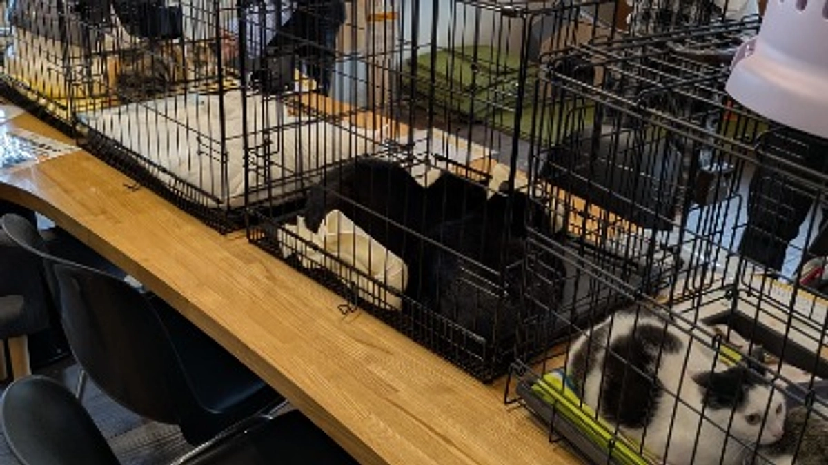 譲渡会の開催をいたしました(=^・^=)