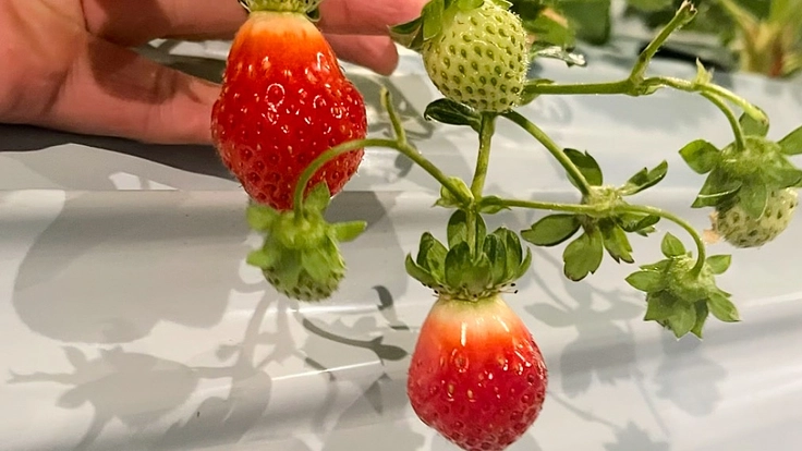 愛媛県宇和島市三間町で新規就農で苺農家をしています。