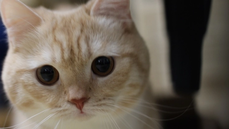 FIPにかかってしまった愛猫縫くんを助けて下さい。