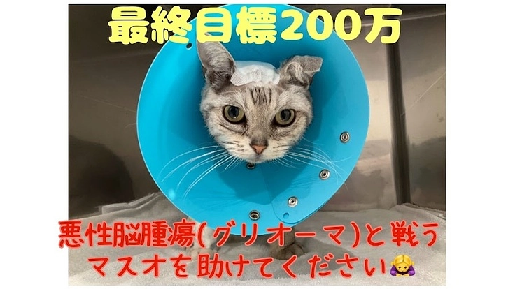 助けてください！悪性脳腫瘍と戦うマスオにご支援お願いします。