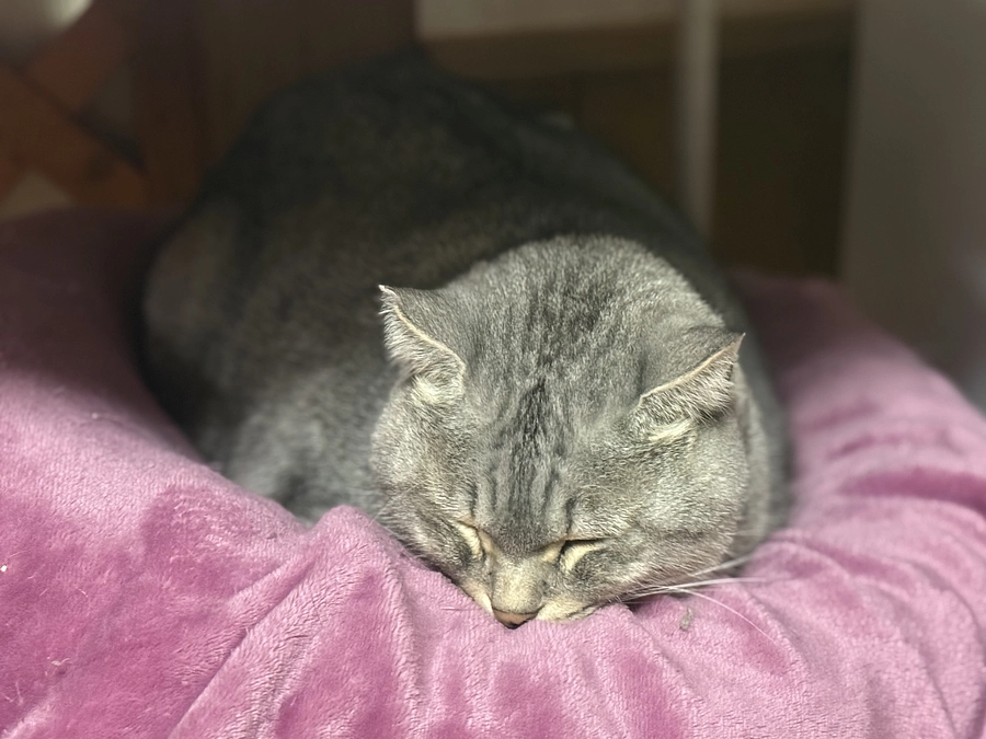 乳腺ガン悪性と出てしまったけど…