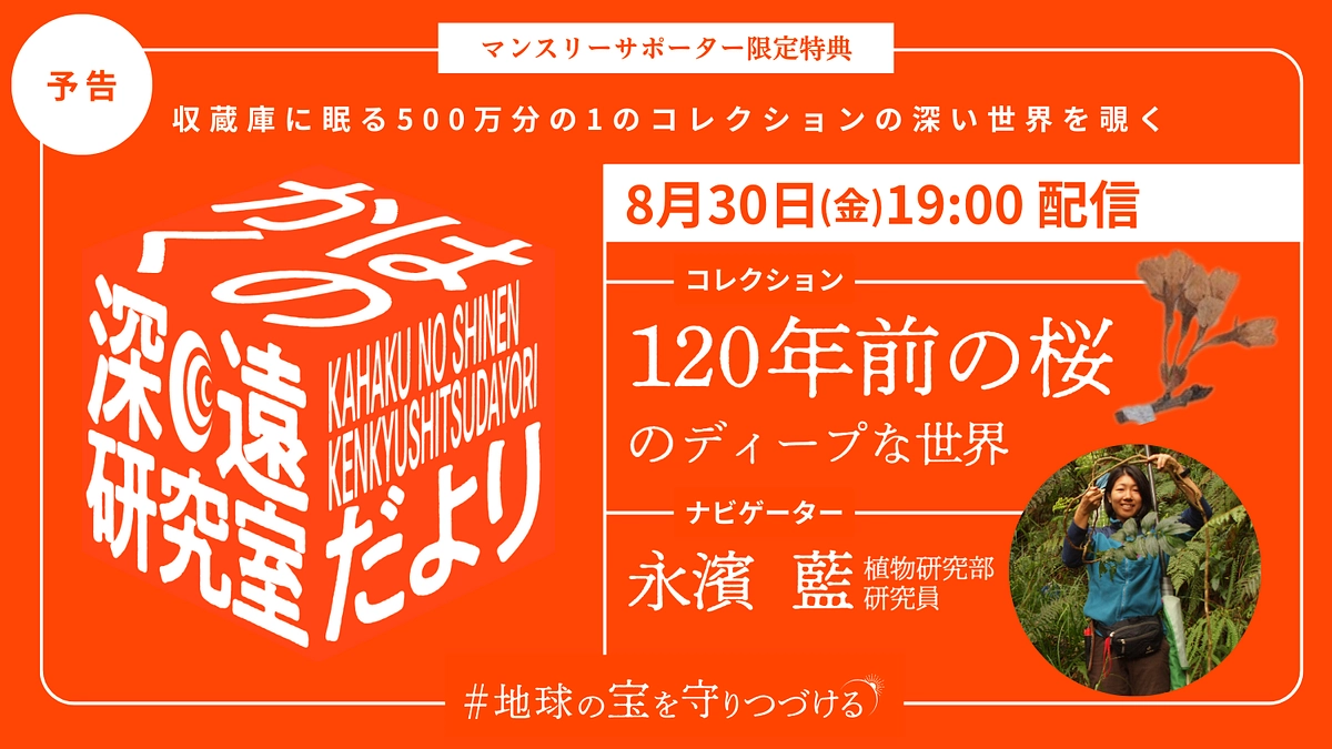 【予告】8/30配信_かはくの深遠研究室だよりfile3｜永濱藍先生が語る、120年前の桜の深い話