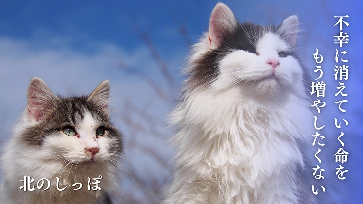 「不幸な命をもう増やしたくない」出会った命に医療費のご支援を