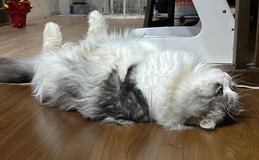 感謝のメールと写真データ1枚をお送りします