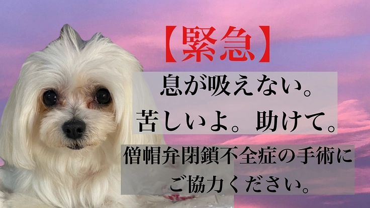 【緊急】僧帽弁閉鎖不全症 苦しくて息ができない。手術にご協力下さい