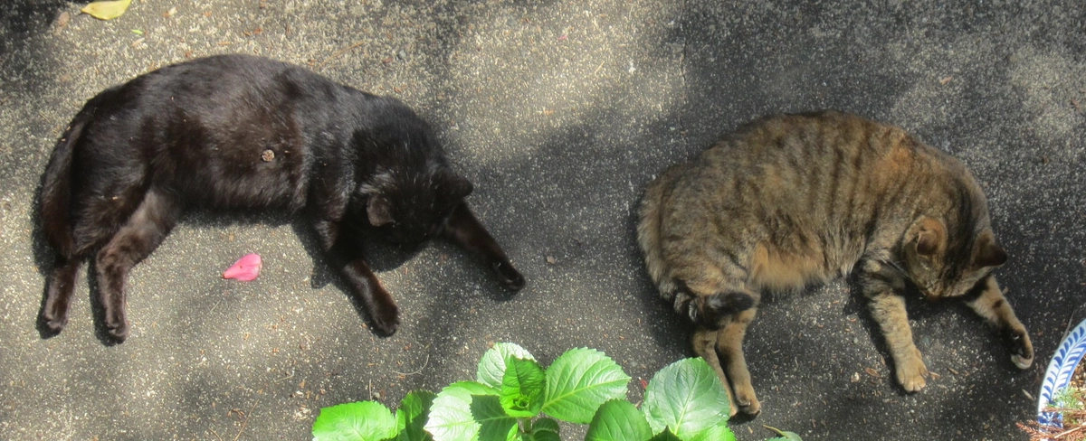 【残り日数12日】ご支援ご協力くださった皆様へ