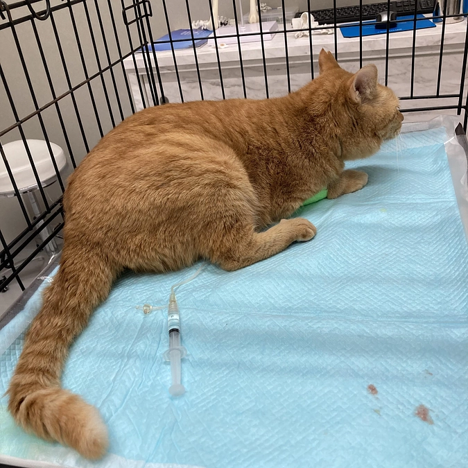 続　ベルちゃん