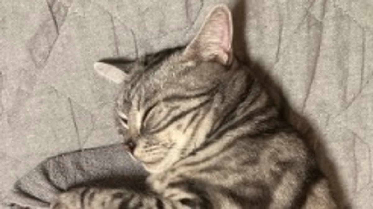 本日の銀時(経過観察13日目)