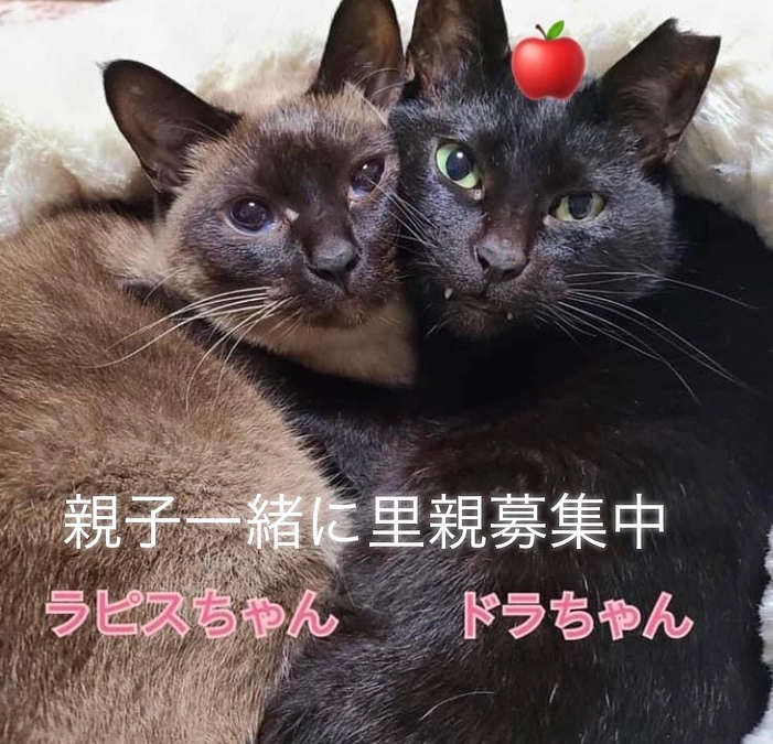 仲間たちからの応援コメントリレー