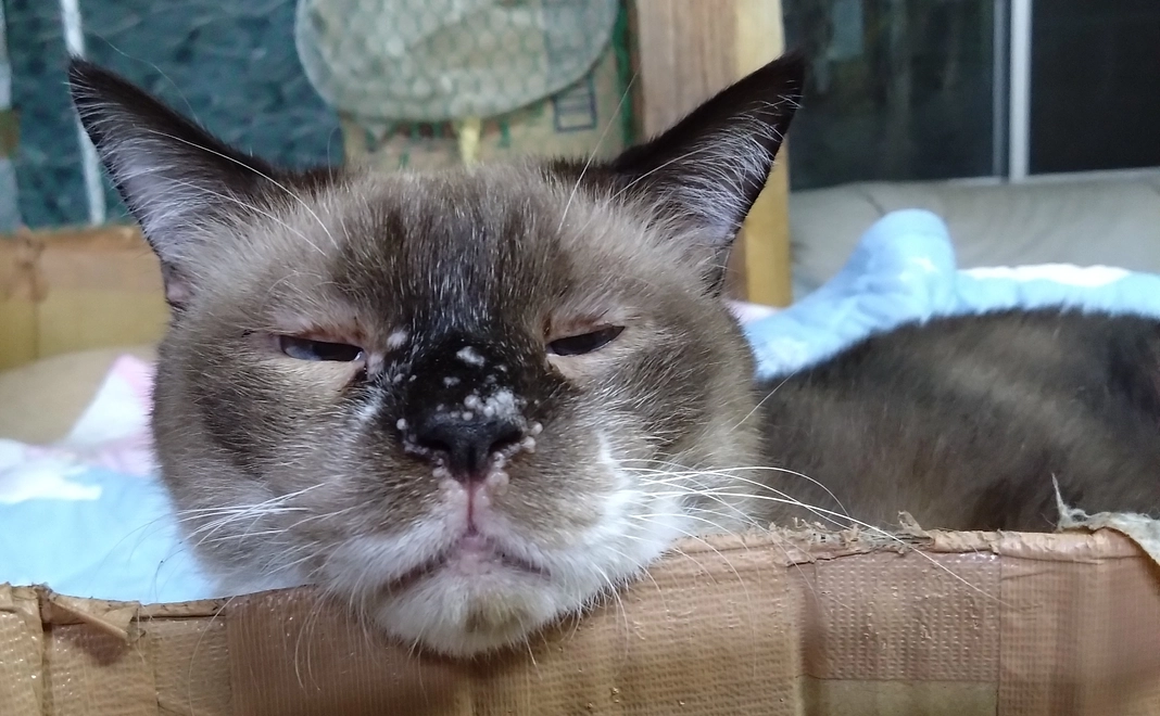 5000円ご支援コース