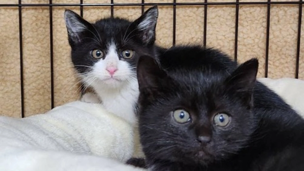 【保護ヘルプ真っただ中！】