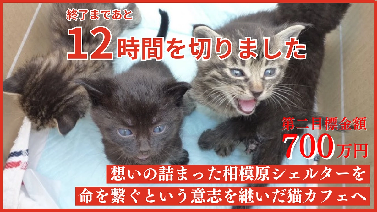 残り12時間を切りました。最後まで全力で駆け抜けます！