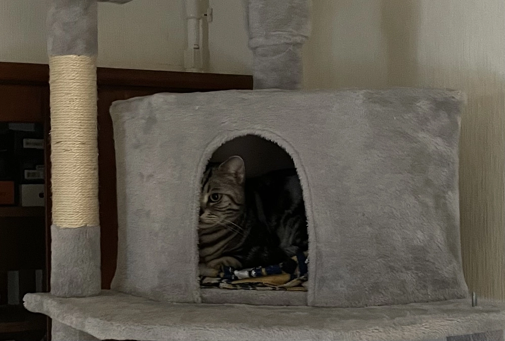 本日の銀時(投薬56日目)