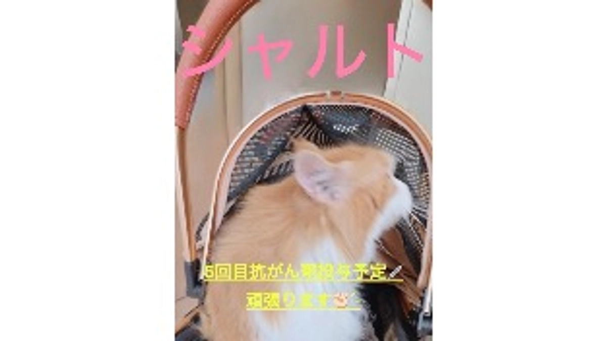 5回目の抗がん剤投与