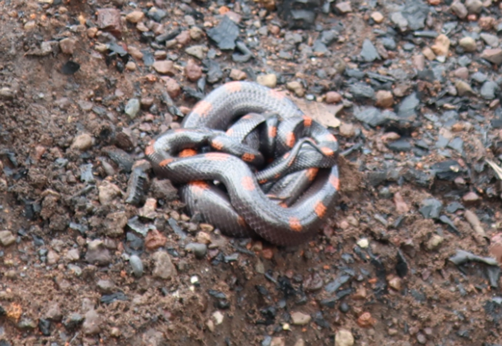 愛犬の死を無駄にしない蛇対策