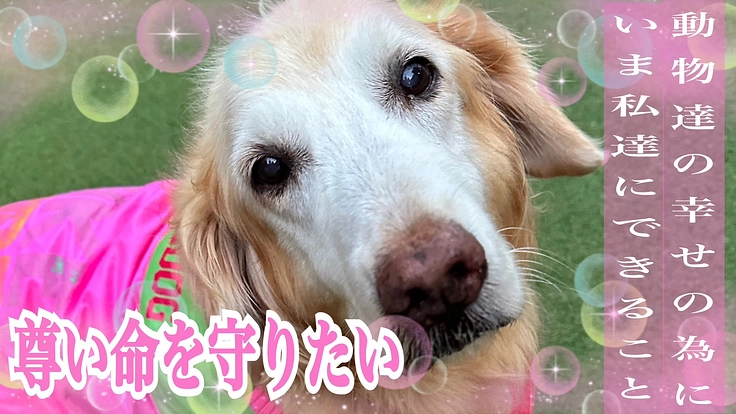 【SOS】どんな命も尊い命。行き場を失った犬達を守り続けるために!