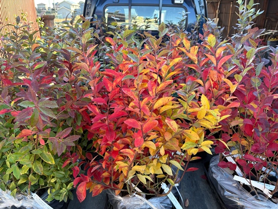 苗木が届いています