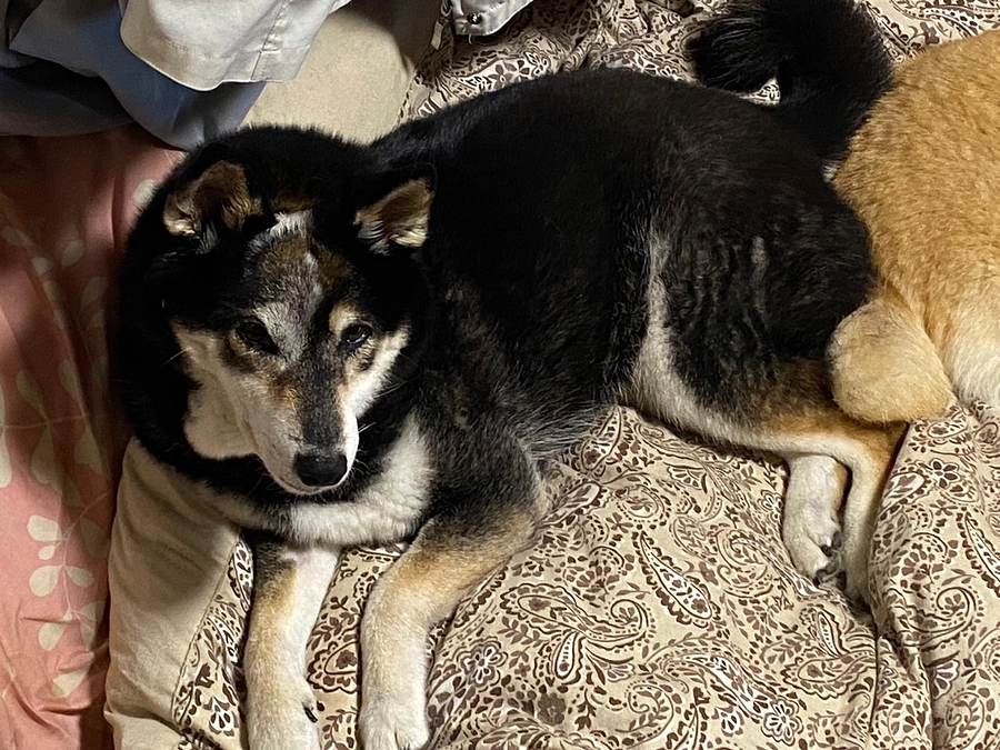 白血球数の減少