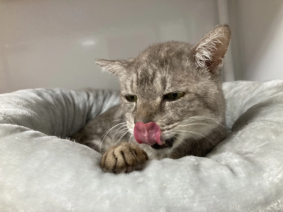 代理支援について 〜インターネットでのご支援が難しい方へ〜