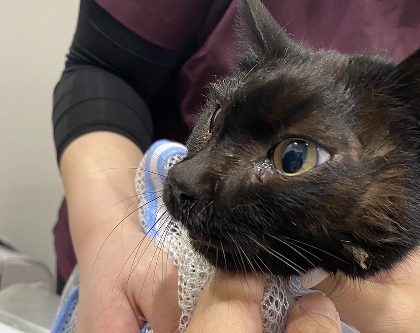 副鼻腔癌で保護した黒猫「ゆめ」の闘病生活と別れ～その1～