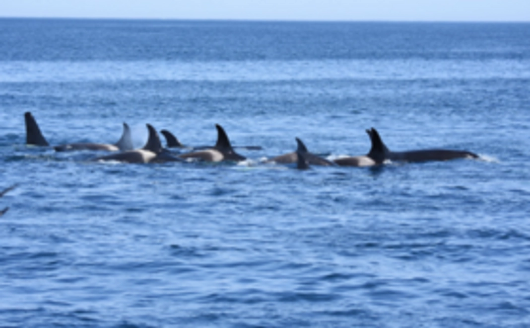 【お気持ちコース】