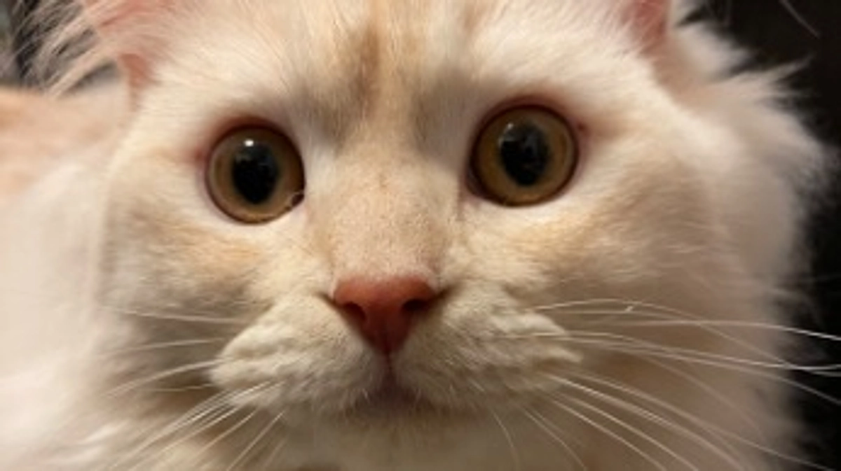 今日のトキ☀️