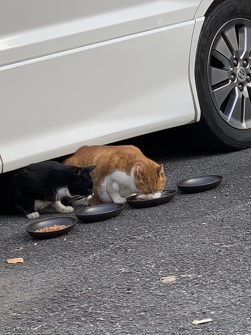 ノラクロ部隊の晩ごはん🍚11月4日。
