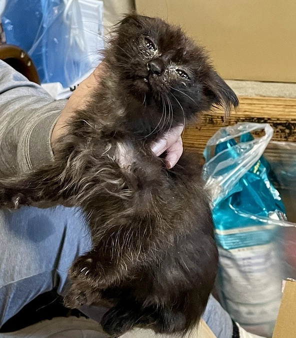 TNRつづき。。。　子猫の保護💦