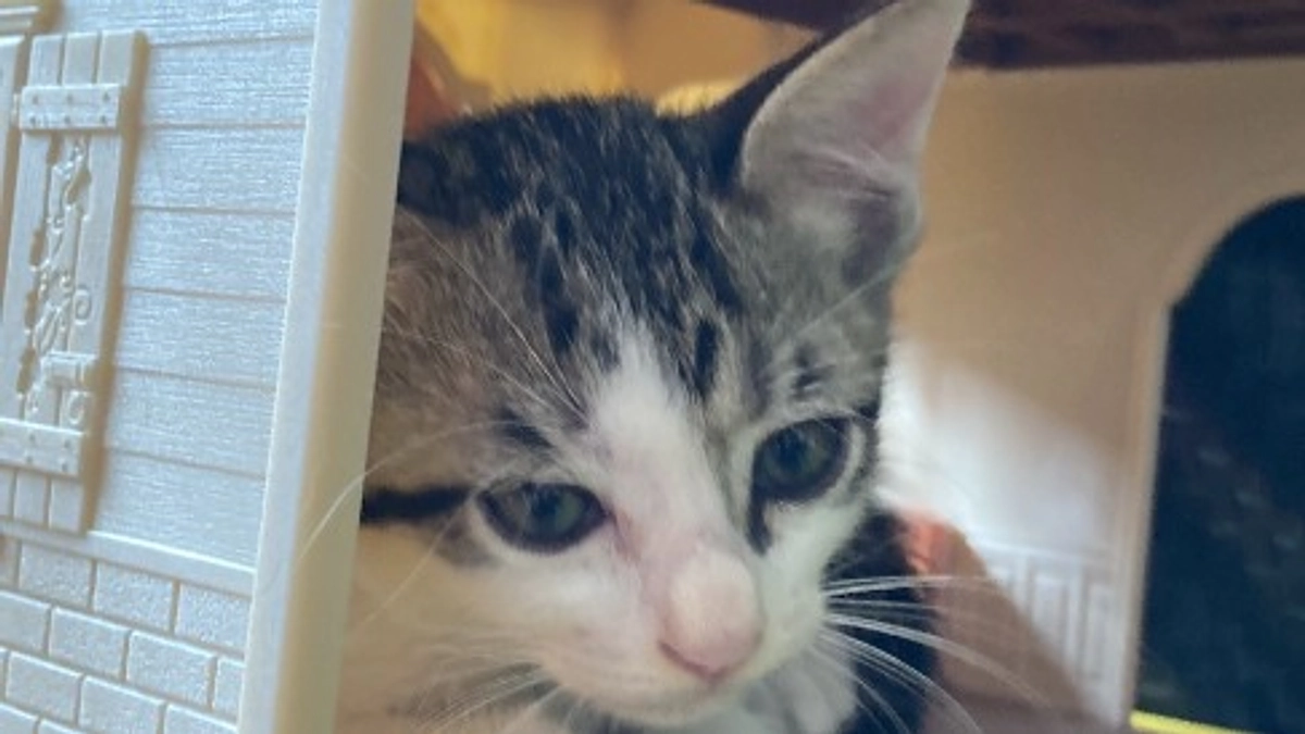 東京シェルターでの初期医療