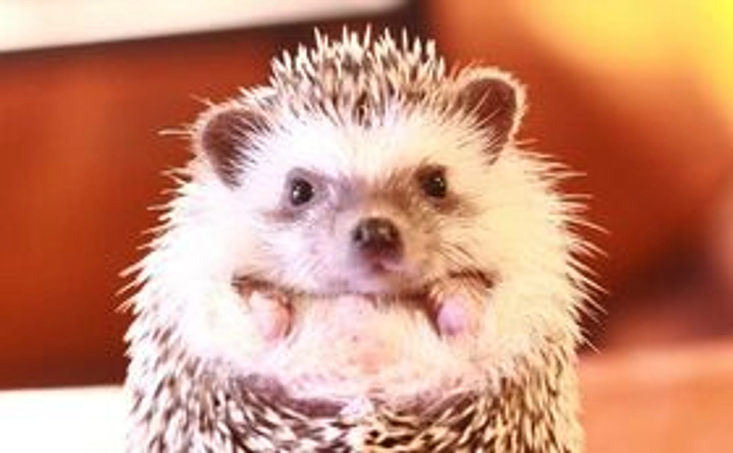 ありがとうメール