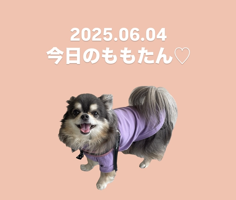 今日のももたん♡2025.06.04 ☁️