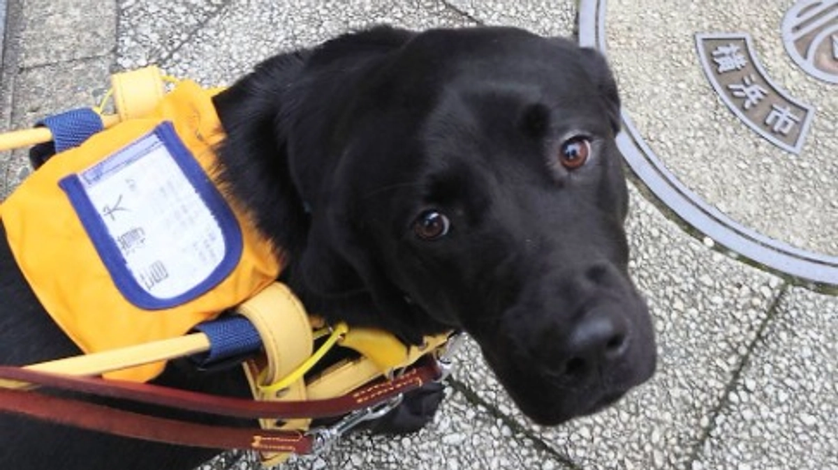 新しい盲導犬ユニットが誕生しました！