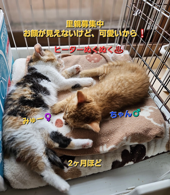 またまた子猫が！