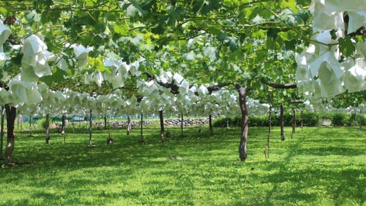 シャインマスカット美味しさ増強プロジェクト