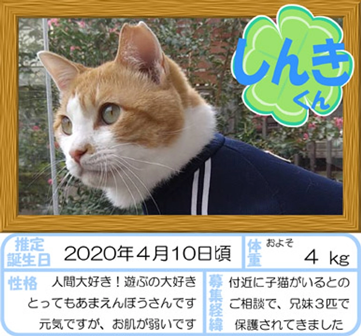 在籍猫紹介【しんき君】