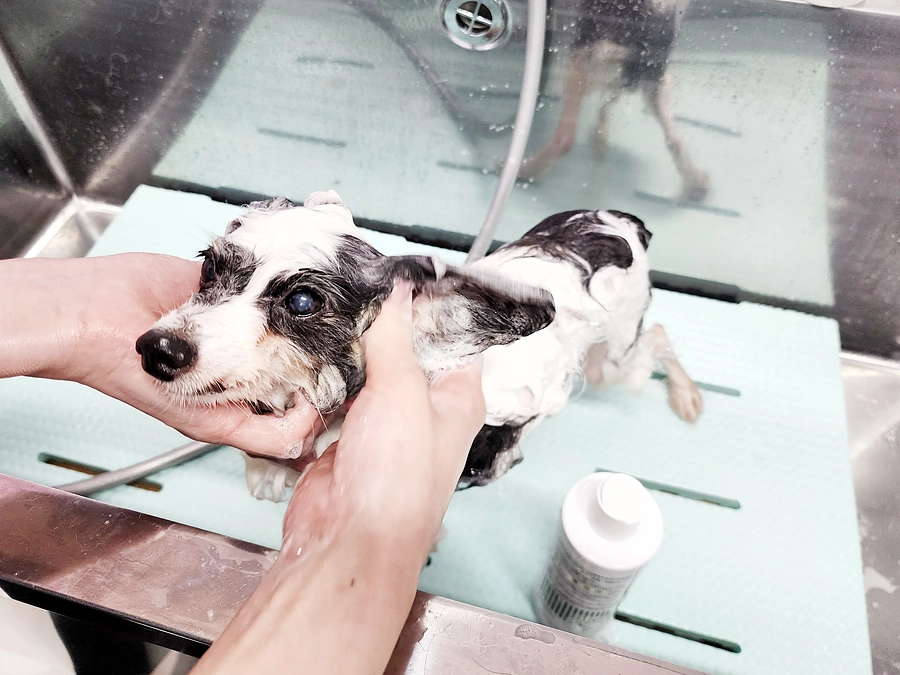 今日のチョコちゃん！！（7月1日）