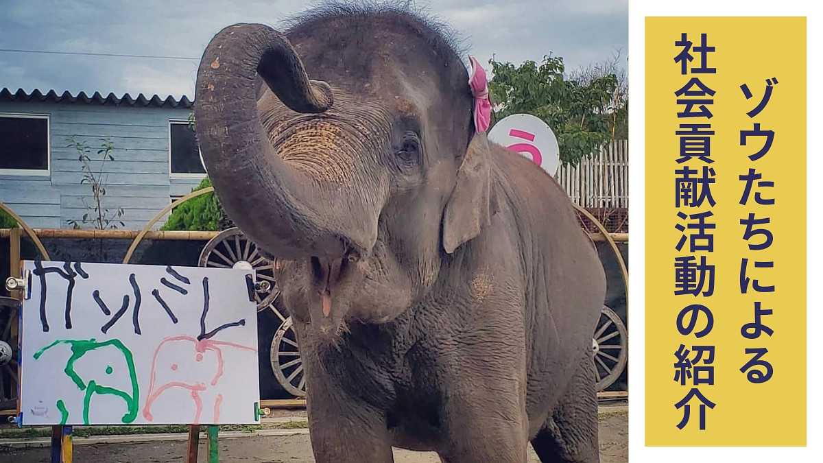ゾウたちがこれまでに行なってきた寄付活動や社会貢献活動のご紹介！