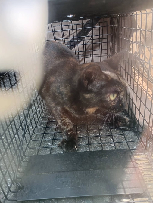 土砂降りの埋立地で出会った命…せんちゃんの預かりボランティアさんを探しています