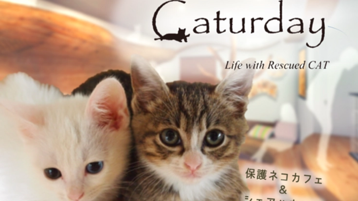 保護ネコをもっと身近に。4階だてビルを保護ネコカフェに改修！