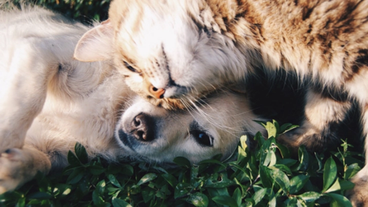 保護犬・猫を多くの人に知ってもらうためにミュージカルを開催！