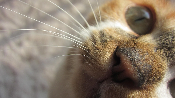 高齢猫達の家を移転に皆様のお力をお貸しください