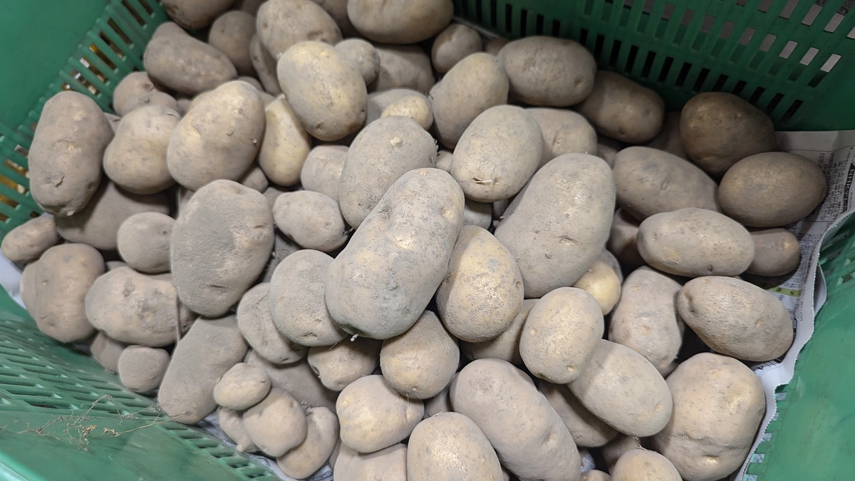 【野菜栽培レポート】地いも・地きゅうりが収穫できました！