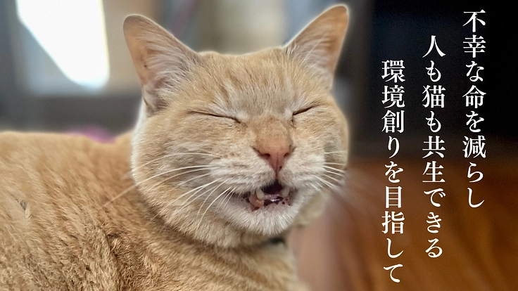 茨城の小さな町で猫の不幸な命を救うため、医療費と活動継続にご支援を
