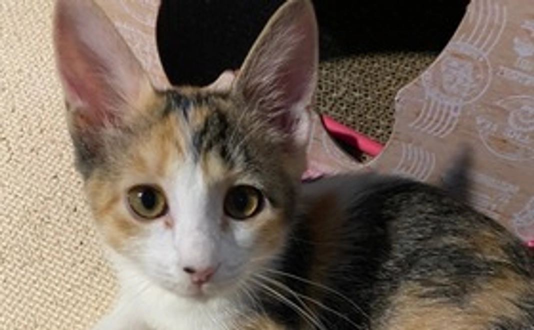 感謝のメールと子猫達のかわいい写真