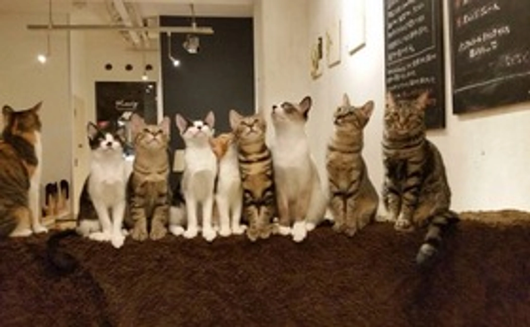 多様な個性の猫達に出会う、ボランティア体験