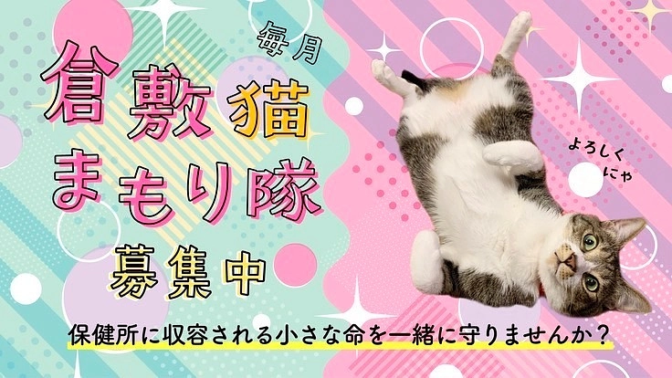 保健所に収容される小さな命一緒に守りませんか?倉敷猫まもり隊!