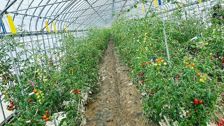 村上市小岩内ミニトマト『ミライnoドルチェ』をもう一度栽培したい