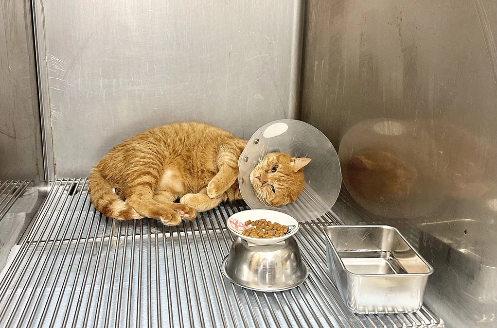 猫小屋で生活してた猫家族